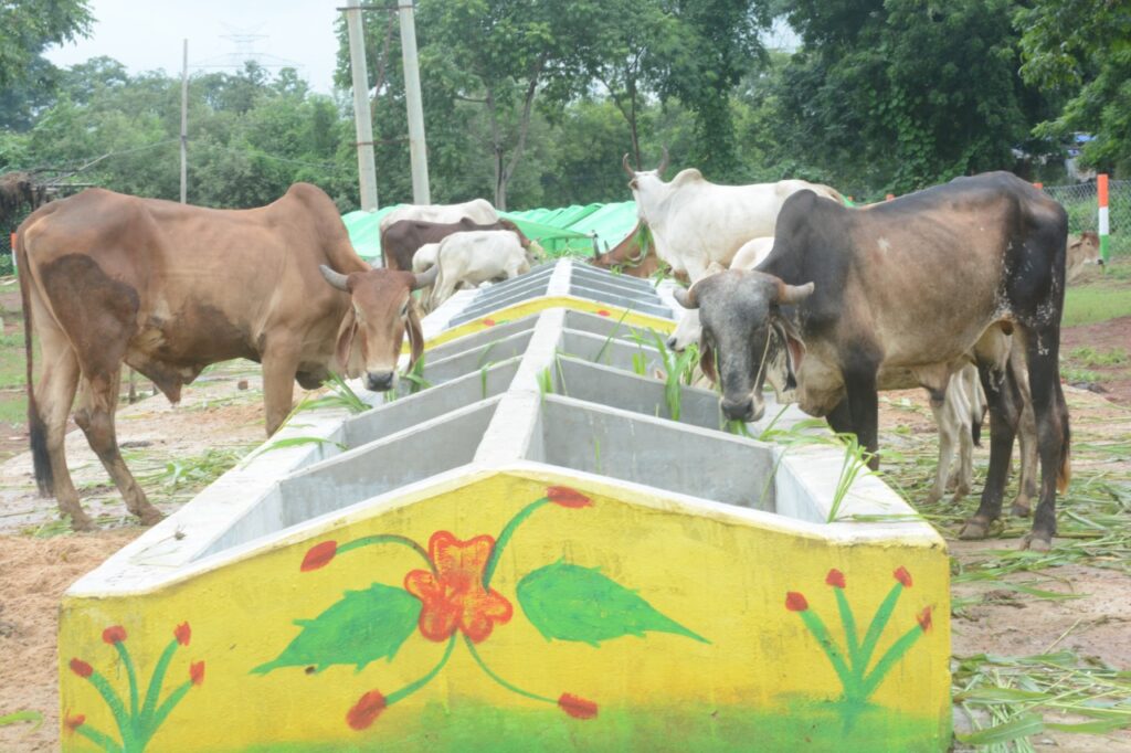 छत्तीसगढ़ में ग्रामीण अर्थव्यवस्था का बूस्टर बनी गोधन न्याय योजना