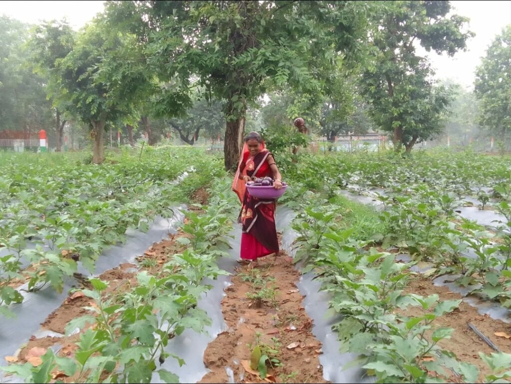 सोनहत के पहाड़ी अंचल के गौठानों में सामुदायिक बाड़ी बनी आजीविका का साधन