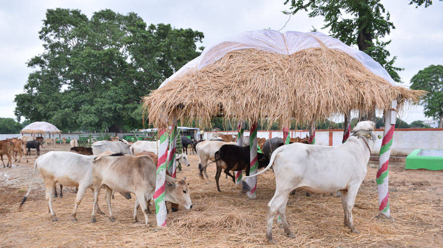 धमतरी : गोधन न्याय योजना के दो वर्ष पूर्ण, स्वावलम्बन की ओर बढ़ रहे समूह