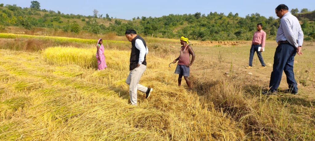 किसान परिवार को उतेरा फसल बुआई की सलाह देते उनके साथ धान कटाई करने लगे कलेक्टर ध्रुव