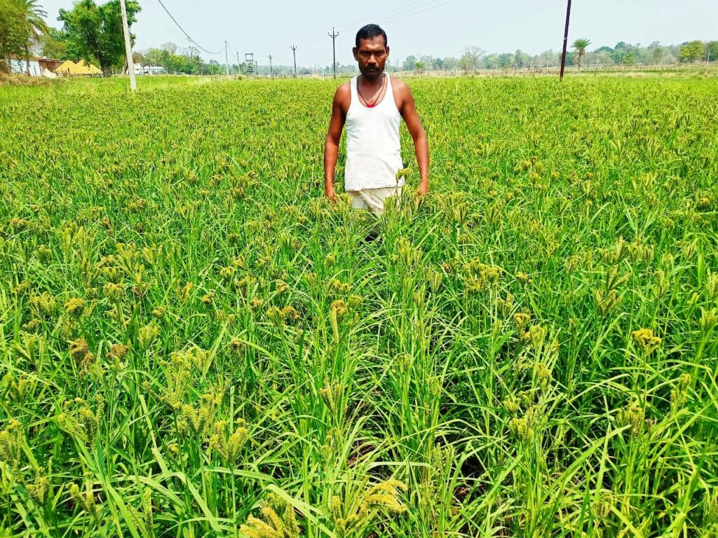 कोण्डागांव : रागी बीजोत्पादन से घड़वाराम और अभिमन्यु को मिली आय की नई राह