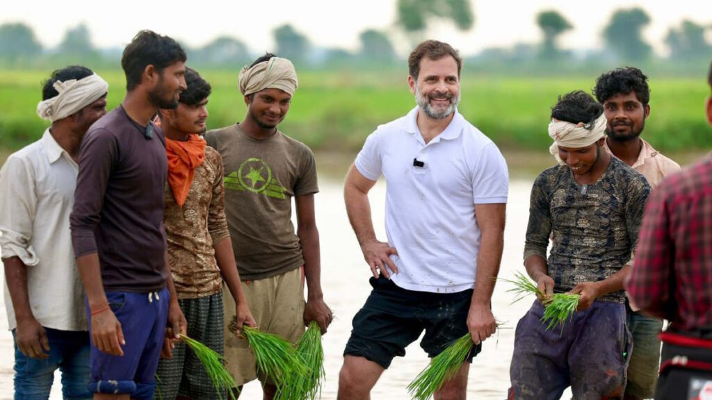 राहुल गांधी अन्नदाताओं से मिलने के लिए खेतों में उतर गए, उन्होंने ट्रेक्टर चलाने के साथ धान की रोपाई भी की